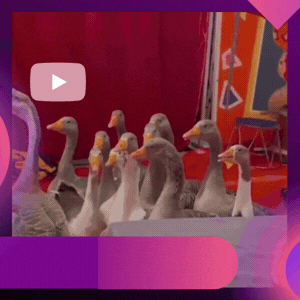 Circus in de Zorg video www.funenpartymatch.nl